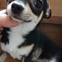 画像1356：ブリーダーの子犬出産情報｜５月１日生まれチワワとプードルのミックスの男の子 ①