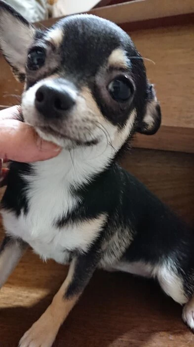 画像1356：ブリーダーの子犬出産情報｜５月１日生まれチワワとプードルのミックスの男の子 ①