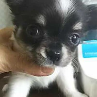 画像1359：ブリーダーの子犬出産情報｜５月１日生まれチワワとプードルのミックスの男の子 ①