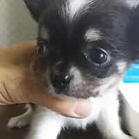 画像1360：ブリーダーの子犬出産情報｜５月１日生まれチワワとプードルのミックスの男の子 ①