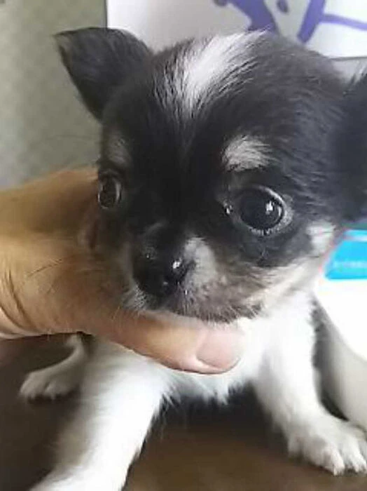 画像1360：ブリーダーの子犬出産情報｜５月１日生まれチワワとプードルのミックスの男の子 ①