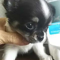 画像1361：ブリーダーの子犬出産情報｜５月１日生まれチワワとプードルのミックスの男の子 ①