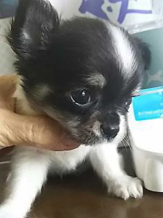 画像1361：ブリーダーの子犬出産情報｜５月１日生まれチワワとプードルのミックスの男の子 ①