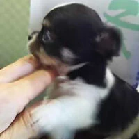 画像1362：ブリーダーの子犬出産情報｜５月１日生まれチワワとプードルのミックスの男の子 ①