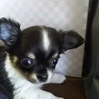画像1363：ブリーダーの子犬出産情報｜５月１日生まれチワワとプードルのミックスの男の子 ①