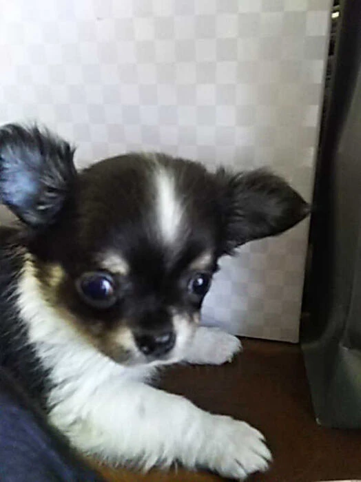 画像1363：ブリーダーの子犬出産情報｜５月１日生まれチワワとプードルのミックスの男の子 ①