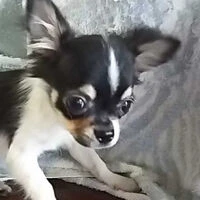 画像1364：ブリーダーの子犬出産情報｜５月１日生まれチワワとプードルのミックスの男の子 ①