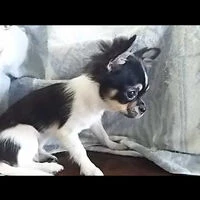 画像1365：ブリーダーの子犬出産情報｜５月１日生まれチワワとプードルのミックスの男の子 ①