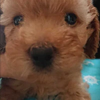 画像1404：ブリーダーの子犬出産情報｜５月１日生まれチワワとプードルのミックスの男の子 ①