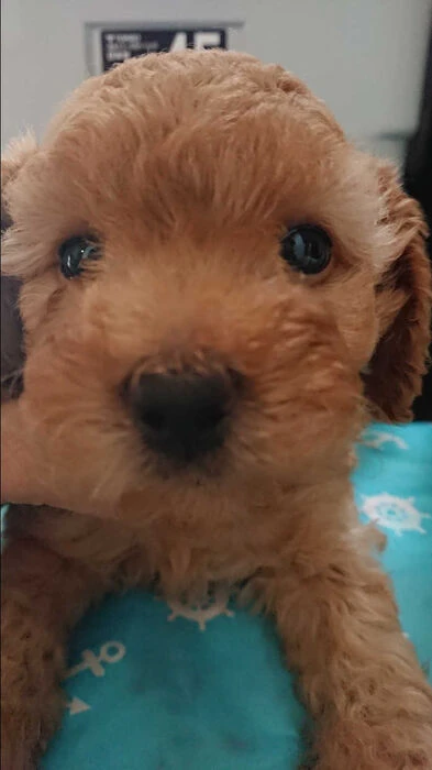 画像1404：ブリーダーの子犬出産情報｜５月１日生まれチワワとプードルのミックスの男の子 ①
