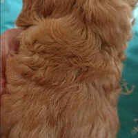画像1405：ブリーダーの子犬出産情報｜５月１日生まれチワワとプードルのミックスの男の子 ①