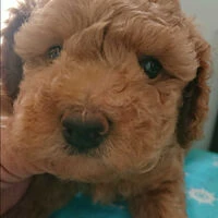 画像1409：ブリーダーの子犬出産情報｜５月１日生まれチワワとプードルのミックスの男の子 ①
