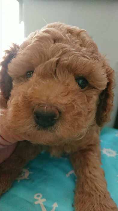 画像1409：ブリーダーの子犬出産情報｜５月１日生まれチワワとプードルのミックスの男の子 ①