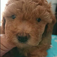 画像1411：ブリーダーの子犬出産情報｜５月１日生まれチワワとプードルのミックスの男の子 ①
