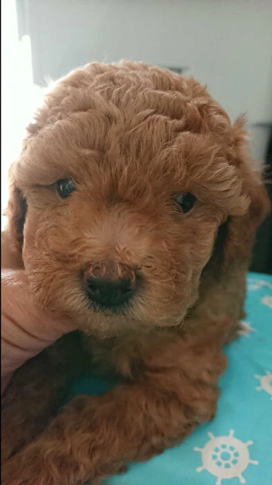 画像1411：ブリーダーの子犬出産情報｜５月１日生まれチワワとプードルのミックスの男の子 ①