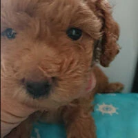 画像1412：ブリーダーの子犬出産情報｜５月１日生まれチワワとプードルのミックスの男の子 ①