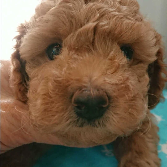 画像1418：子犬情報
