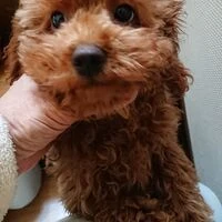 画像1432：ブリーダーの子犬出産情報｜５月１日生まれチワワとプードルのミックスの男の子 ①