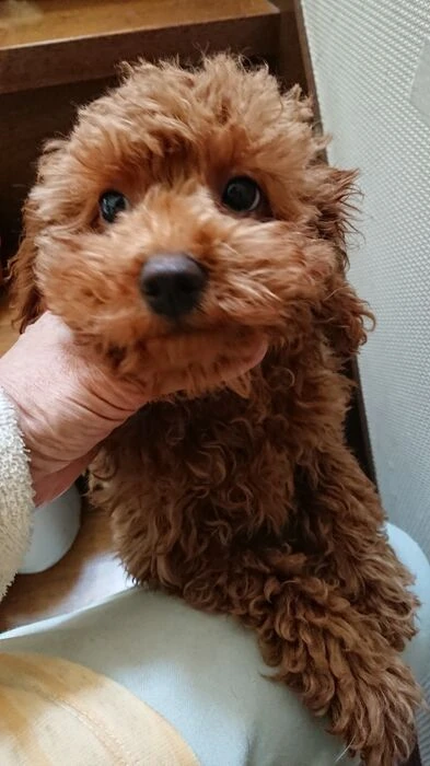画像1432：ブリーダーの子犬出産情報｜５月１日生まれチワワとプードルのミックスの男の子 ①