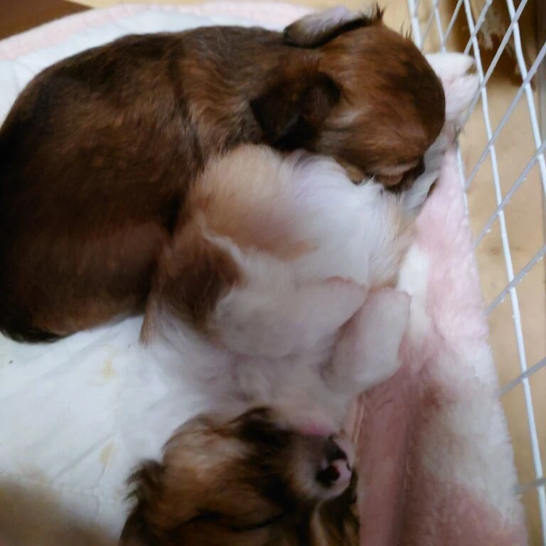 ブログ