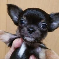画像1448：ブリーダーの子犬出産情報｜５月１日生まれチワワとプードルのミックスの男の子 ①
