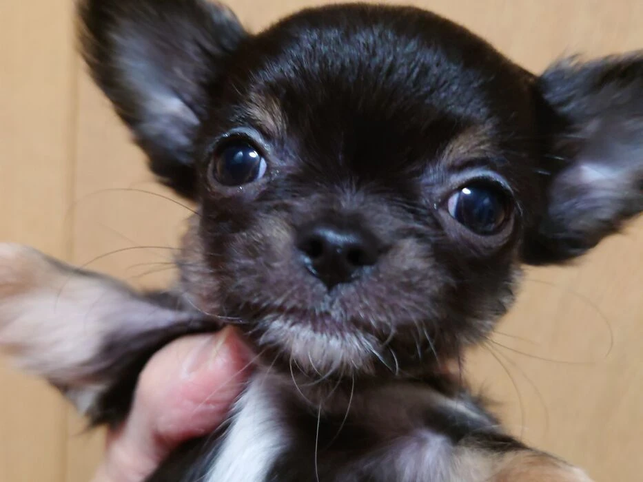 画像1448：ブリーダーの子犬出産情報｜５月１日生まれチワワとプードルのミックスの男の子 ①