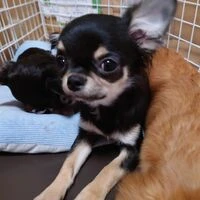 画像1449：ブリーダーの子犬出産情報｜５月１日生まれチワワとプードルのミックスの男の子 ①