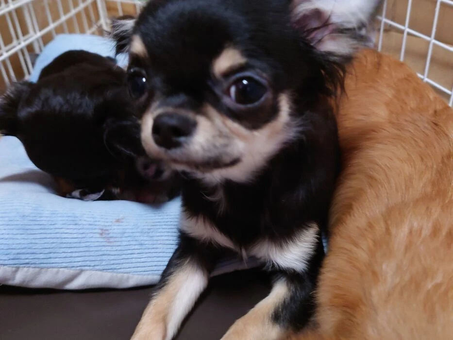 画像1449：ブリーダーの子犬出産情報｜５月１日生まれチワワとプードルのミックスの男の子 ①