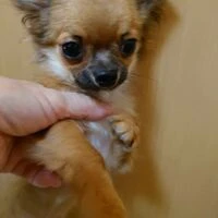 画像1463：ブリーダーの子犬出産情報｜５月１日生まれチワワとプードルのミックスの男の子 ①