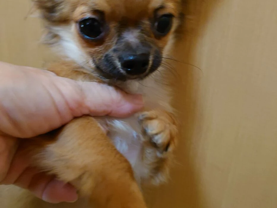 画像1463：ブリーダーの子犬出産情報｜５月１日生まれチワワとプードルのミックスの男の子 ①
