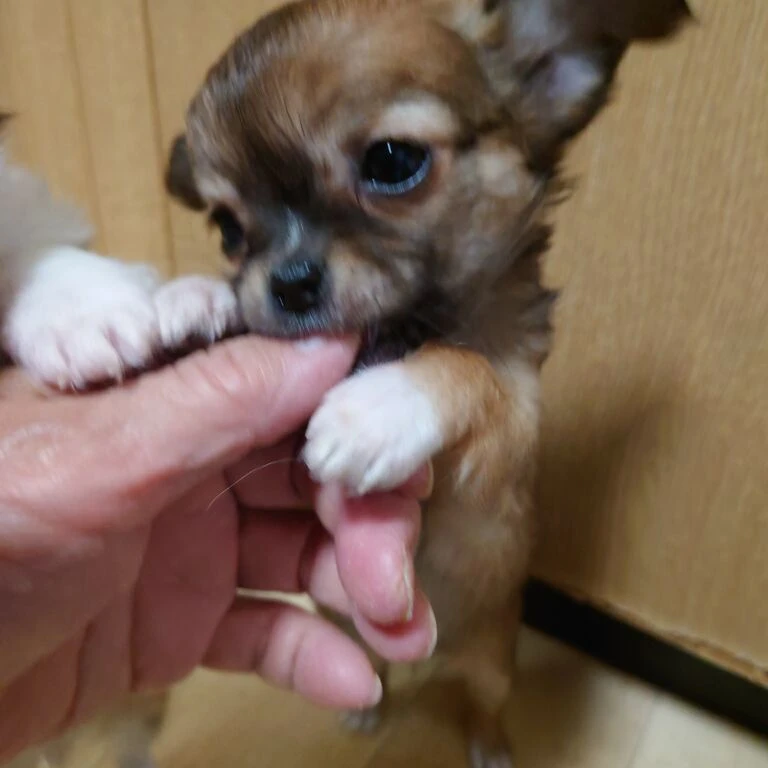 ブログ