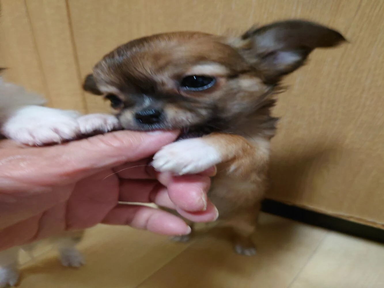 ブログ