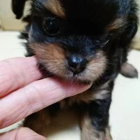 画像1493：ブリーダーの子犬出産情報｜５月１日生まれチワワとプードルのミックスの男の子 ①