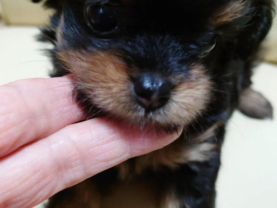 画像1493：ブリーダーの子犬出産情報｜５月１日生まれチワワとプードルのミックスの男の子 ①