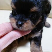 画像1494：ブリーダーの子犬出産情報｜５月１日生まれチワワとプードルのミックスの男の子 ①