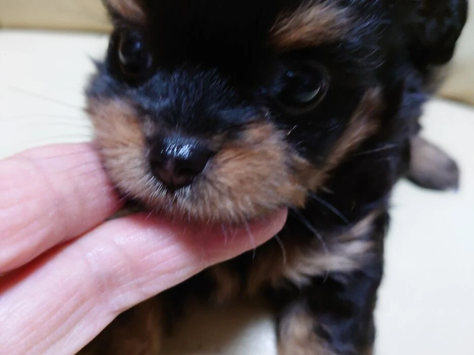 画像1494：ブリーダーの子犬出産情報｜５月１日生まれチワワとプードルのミックスの男の子 ①