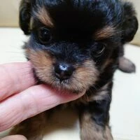 画像1495：ブリーダーの子犬出産情報｜５月１日生まれチワワとプードルのミックスの男の子 ①