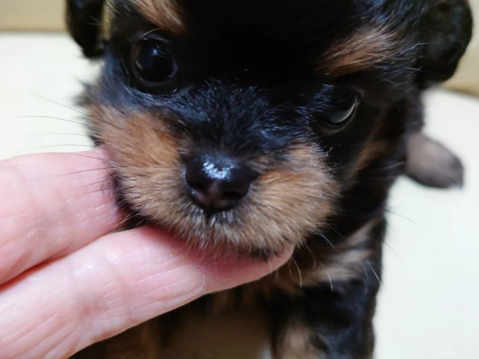 画像1495：ブリーダーの子犬出産情報｜５月１日生まれチワワとプードルのミックスの男の子 ①