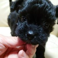画像1497：ブリーダーの子犬出産情報｜５月１日生まれチワワとプードルのミックスの男の子 ①