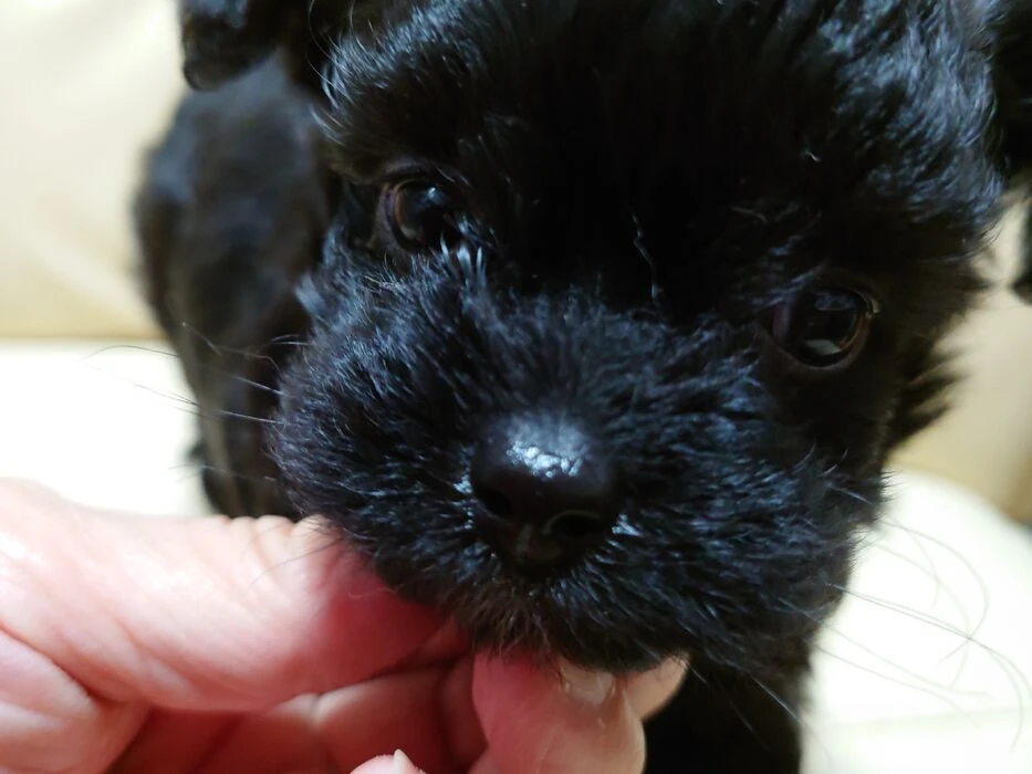 画像1497：ブリーダーの子犬出産情報｜５月１日生まれチワワとプードルのミックスの男の子 ①