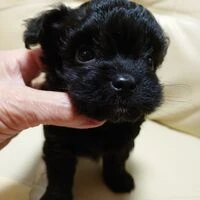 画像1498：ブリーダーの子犬出産情報｜５月１日生まれチワワとプードルのミックスの男の子 ①