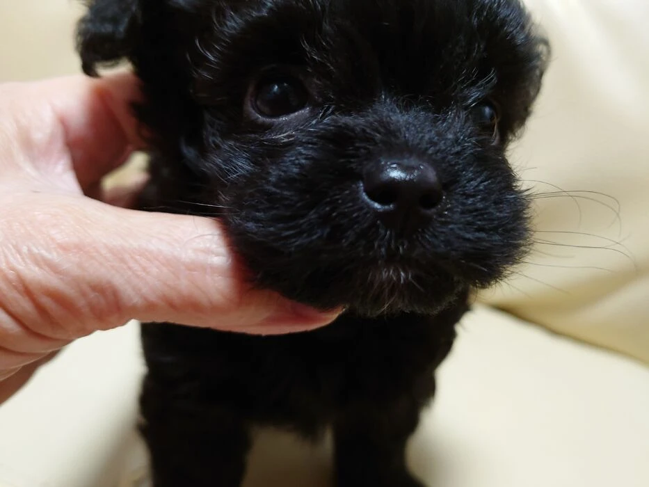 画像1498：ブリーダーの子犬出産情報｜５月１日生まれチワワとプードルのミックスの男の子 ①