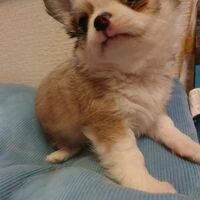 画像1506：ブリーダーの子犬出産情報｜５月１日生まれチワワとプードルのミックスの男の子 ①