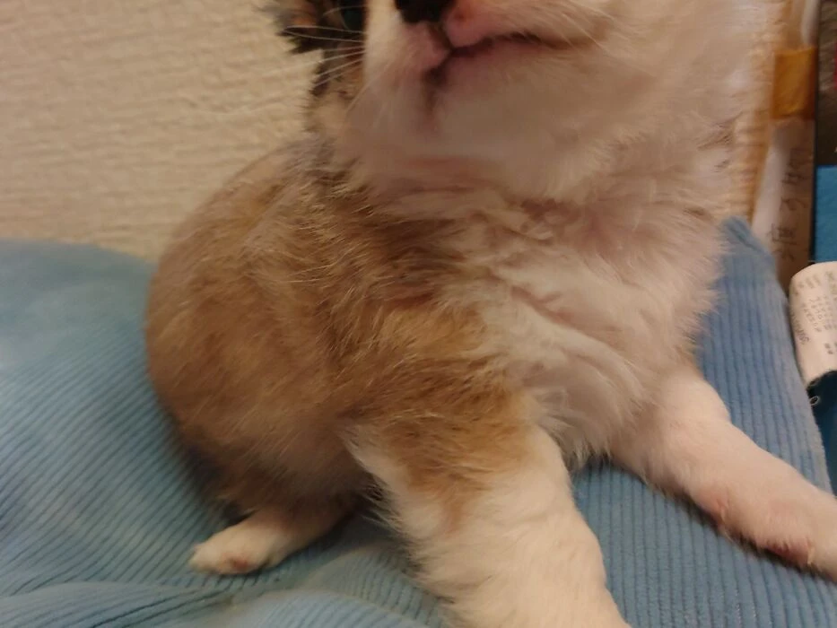 画像1506：ブリーダーの子犬出産情報｜５月１日生まれチワワとプードルのミックスの男の子 ①