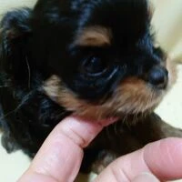 画像1522：ブリーダーの子犬出産情報｜５月１日生まれチワワとプードルのミックスの男の子 ①