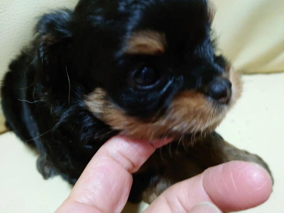画像1522：ブリーダーの子犬出産情報｜５月１日生まれチワワとプードルのミックスの男の子 ①