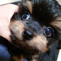 画像1526：ブリーダーの子犬出産情報｜５月１日生まれチワワとプードルのミックスの男の子 ①