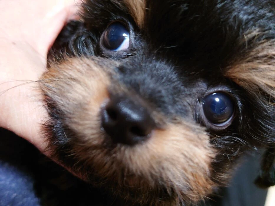 画像1526：ブリーダーの子犬出産情報｜５月１日生まれチワワとプードルのミックスの男の子 ①
