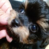 画像1527：ブリーダーの子犬出産情報｜５月１日生まれチワワとプードルのミックスの男の子 ①