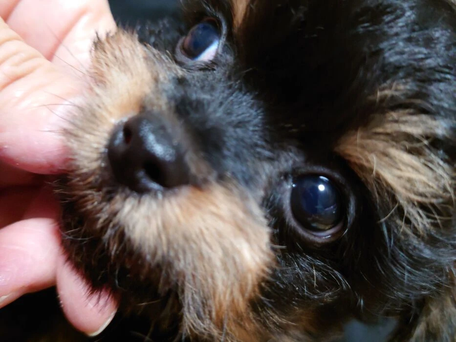 画像1527：ブリーダーの子犬出産情報｜５月１日生まれチワワとプードルのミックスの男の子 ①